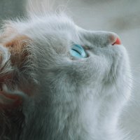 blue eyes :: Ротенберг Алёна 