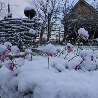 Маргаритки под снегом :: Геннадий Федоров