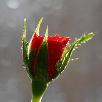Ну очень маленькая роза... :: Александр Попов