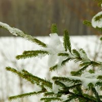 Последние дни зимы :: Василий Панкрушов