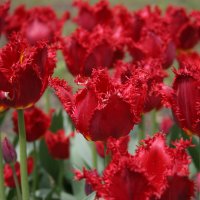 Бахромчатые тюльпаны :: villy 