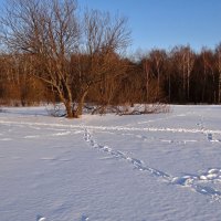 следы на снегу :: Валентина. .