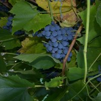 Кисть синего винограда :: Сергей Тагиров