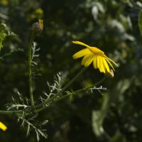 Желтая дикая хризантема похожая на ромашку :: Александр Деревяшкин