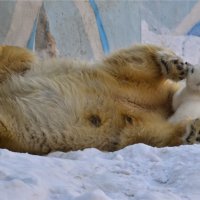 Новосибирский зоопарк. :: cfysx 