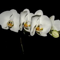 Орхидея :: Андрей Поляков