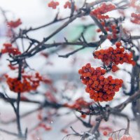 яркие краски зимы :: Игнатенко Светлана 