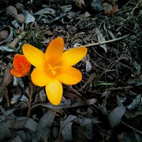 весна 2016 первоцветы :: Нина 