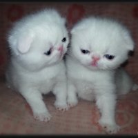 Двое маленьких котят в пеpвый pаз на миp глядят..... :: Людмила Богданова (Скачко)