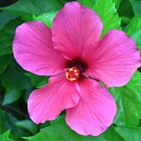 Цветы Бали - гибискус :: Дмитрий Боргер