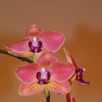 Орхидея :: Sergey (Apg)