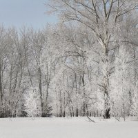 Зима в лесу :: Елена Сергеева