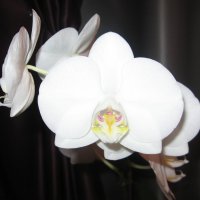 Орхидея домашняя :: Владимир 
