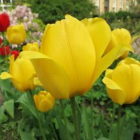 Жёлтые тюльпаны. :: Валентина Жукова