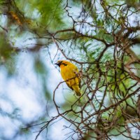 Птицы Танзании :: Сергей Андрейчук