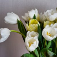 Тюльпаны :: Ксения Паращенко
