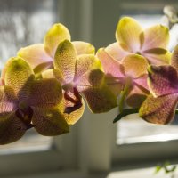 Орхидея :: Вера Бокарева