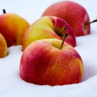 яблоки на снегу :: юрий 