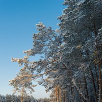 Зима :: Илья Романов