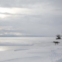 Оттенки белого :: Наталья 