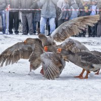 Гусиные бои 1 :: Владимир Малинин