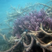 Коралловые заросли :: Lukum 