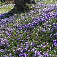 ... Весна рисует лепестков ажуром... нежность!!! ​ Остановись! Взгляни на эту красоту!!! :: Galina Dzubina