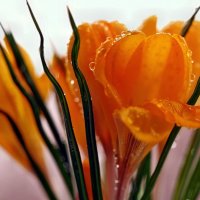 Весны этюды. Дарите женщинам цветы ! :: Александр Резуненко
