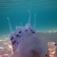 Черноморская медуза :: Lukum 