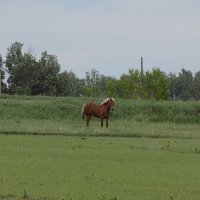 Лошадь :: Максим Мальцев