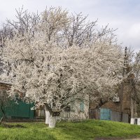 Один раз в год :: Игорь Сикорский