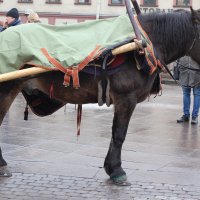 Лошадь :: Дарья Егорова
