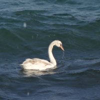 Лебедь белая :: Андрeй Владимир-Молодой