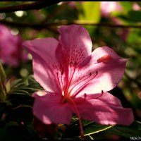 Цветы Ботанического сада :: Анна Янн