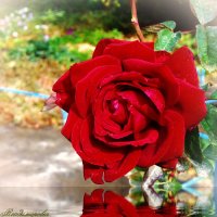 Я дарю вам розу красную.... :: Юрий Владимирович