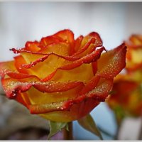 О розах... :: Любовь Чунарёва