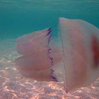 Черноморская медуза :: Lukum 