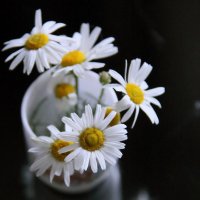 полевые цветы-ромашки :: Олег Лукьянов