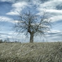 Одинокое дерево в поле :: Slava Leluga 