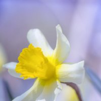 Narcissus :: Sergei Mazaev