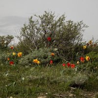 Весна в горах :: Александр Грищенко