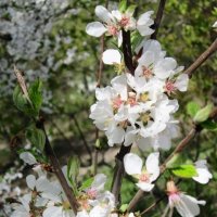 Яблоня в цвету - какое чудо! :: Дмитрий Никитин