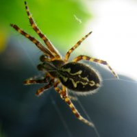 Акулепейра церопегия (паук дубовый) / Aculepeira ceropegia :: Наталья Зимирева
