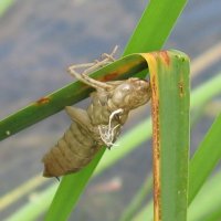 Личиночная шкурка стрекозы-коромысла :: Balakhnina Irina