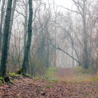 Когда туман в лесу :: Юрий Стародубцев