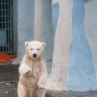 Nsk zoo :: Alexey Romanenko