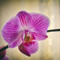 Орхидея :: Константин Харлов