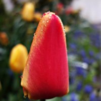"Бутон тюльпана выточен резцом..." :: Galina Dzubina