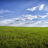 Зеленое поле и небо с облаками :: Slava Leluga 