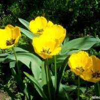 Солнечные тюльпаны :: Нина Бутко